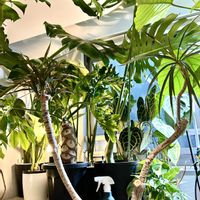 アンスリウム,ストレリチア,ドラセナ,モンステラ,ストレリチア オーガスタの画像