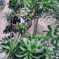 エアープランツ,コリウス,ミルクブッシュ,黒法師,フィッシュボーンカクタスの画像