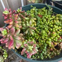 グリーンネックレス,オーロラ,多肉植物,多肉大好き,つながりに感謝の画像