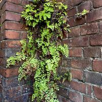 アジアンタム,ホウライシダ,観葉植物,雑草,裏塀の野良アジアンタムの画像