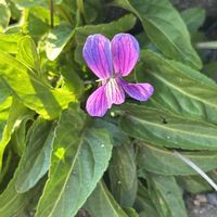 スミレ,スミレ,ミニバラ,ミニバラ,小菊の画像