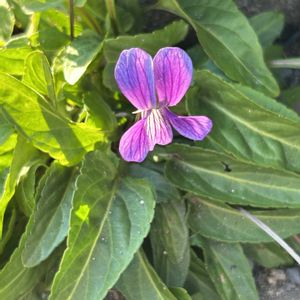 スミレ,スミレ,ミニバラ,ミニバラ,小菊の画像