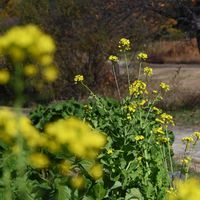 菜の花,山野草,ビタミンカラー,黄色い花,花散歩の画像