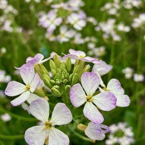 大根,大根,ハマダイコン,山野草,美味しいの画像