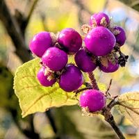 ガマズミ,ヤブムラサキ,ヤブムラサキ,ノササゲの実,シソ科ムラサキシキブ属の画像