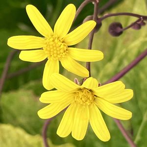 ビタミンカラー,#ガーデニング,エクステリアの画像