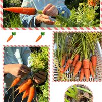 ニンジン,私のお庭,GSforキッズ,千葉県北西部,小さな庭の画像