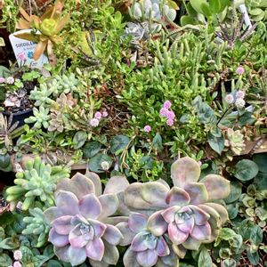 多肉植物,軒下,庭の画像