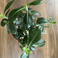 アデニウムの画像