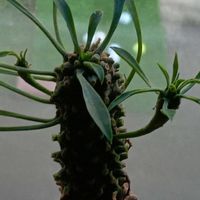 ソテツキリン,ユーフォルビア パイナップルコーン,蘇鉄麒麟,東北人花の会,ど〜なる多肉ちゃんの画像