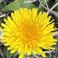 タンポポ,蒲公英（たんぽぽ）,スマホ撮影の画像