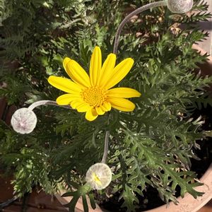 ユリオプスデージー,還暦や❗️,ベテラン乙女倶楽部,玄関アプローチの画像