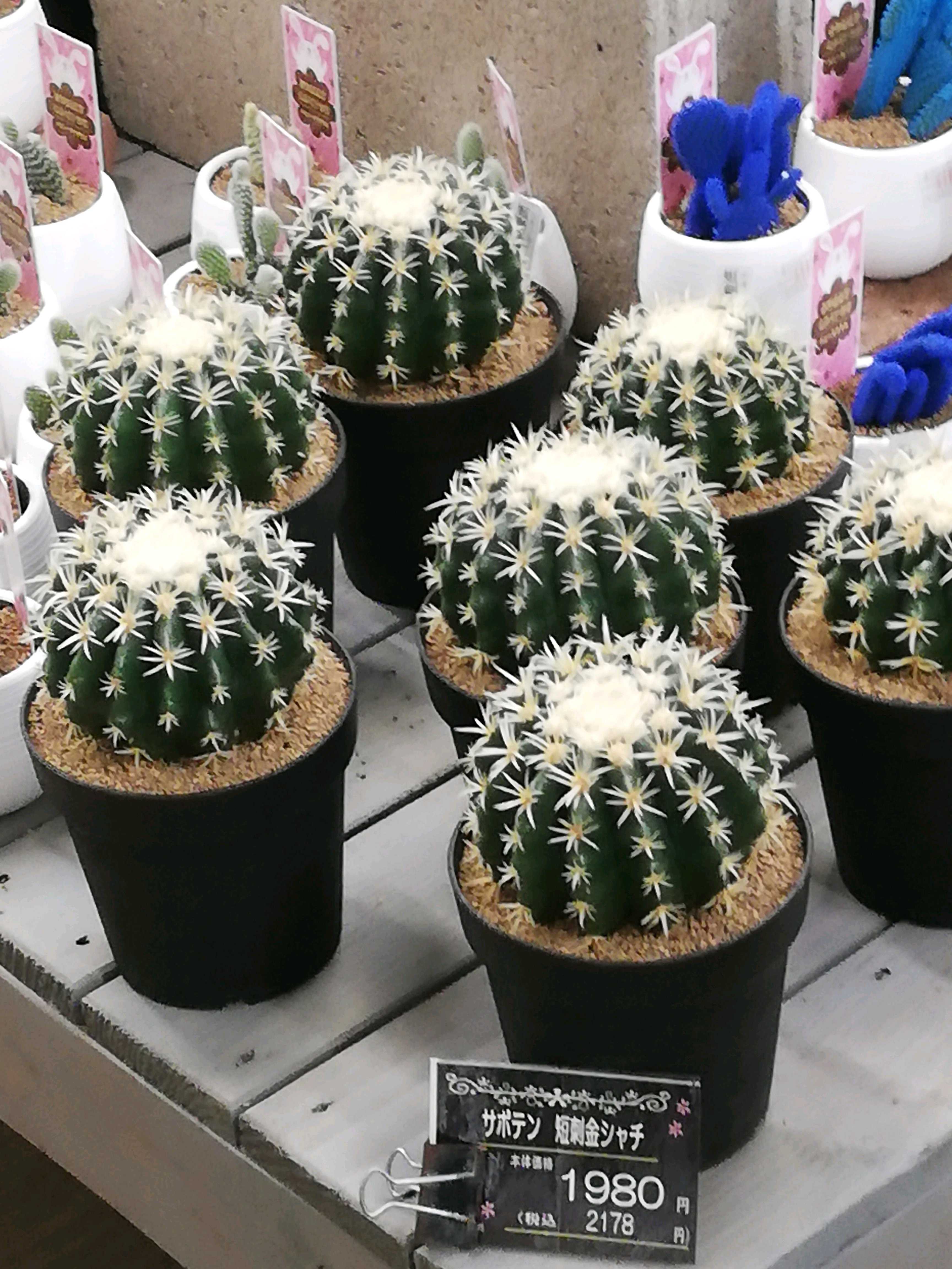 金鯱の一覧｜🍀GreenSnap（グリーンスナップ）