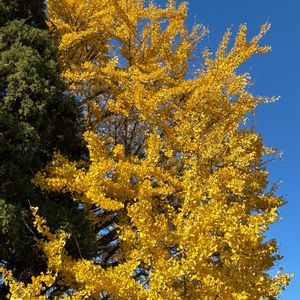 サクラ,トウカエデ,イチョウ,カツラの画像