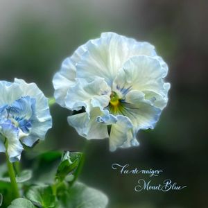 パンジー・ビオラ,パンジー フェデネージュ,ナチュラルガーデン,ジャンクガーデン,シェードガーデンの画像