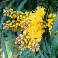 ヒイラギナンテン,ホソバヒイラギナンテン,花のある暮らし,黄色の花,花撮りの画像