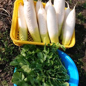 ダイコン,ムラサキダイコン,無農薬野菜,今日のお花,切り干し大根の画像