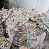 朧月,姫秋麗,パリダム,秋麗の画像