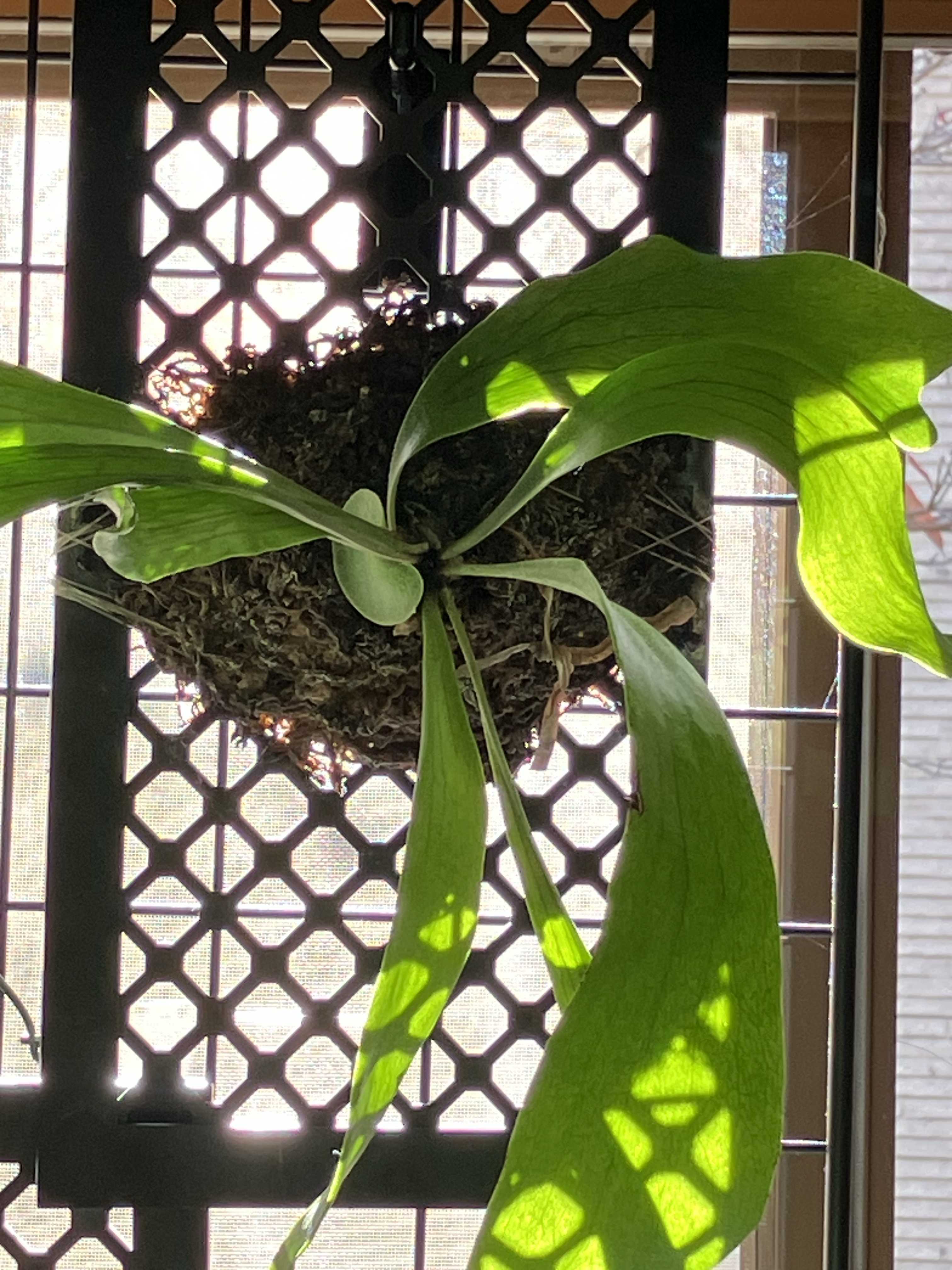 ピューチャンの子株分けのタイミングについて ビカクシダの森