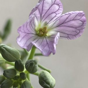 大根,赤大根,花壇,ガーデニング,野菜の花の画像