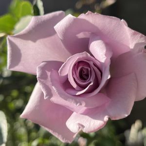 河本ローズ,バラを楽しむ,バラ初心者,バラが好き,バラ 爽の画像