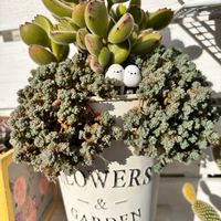 ケイトウ,熊童子,多肉植物,多肉寄せ植え,マイガーデンの画像