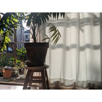 テーブルヤシ,カキ,メタセコイア,半月,オス♂の画像