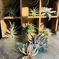 チランジア,ユーカリスパイダーガムクロウ,チランジア属,エアープランツ/チランジア,癒しの時間の画像