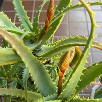 キダチアロエの画像