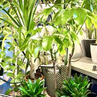 ストレリチア,ドラセナ,モンステラ,ストレリチア オーガスタ,ブラッサイアの画像