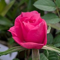 ブライダルベール,ガーデンシクラメン,パンジービオラ,花のある暮らし,バラ・ミニバラの画像