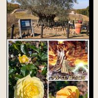 イソギク,オリーブ,メリニス サバンナ,レモンベルガモット,東山植物園の画像