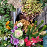 エリカ,エリカ,オキザリス,ツバキ,バコパの画像