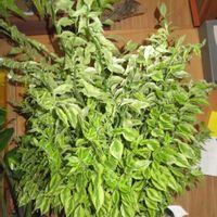 ダイギンリュウ,ペディランサス,大銀龍,観葉植物,癒しの画像