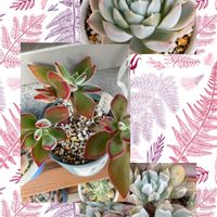 ハムシー,スプレンダー,メキシカンスノーボールの画像