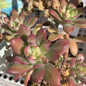 ミニベル,多肉植物,多肉寄せ植え,エケベリア属,多肉大好きの画像