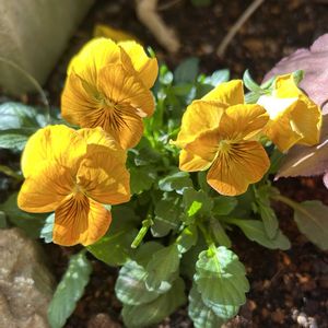 ツワブキ,ビオラ,浮雲錦,ガーデニング,ビタミンカラーの画像