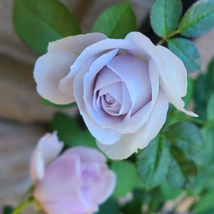 バラ,秋バラ,バラを楽しむ,薔薇好き,サシェの画像