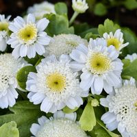 ナツシロギク,マトカリア,花言葉,おひさまの画像