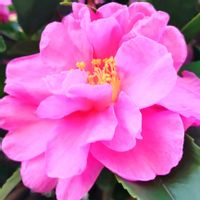 サザンカ,山茶花,花言葉,感謝,花のある暮らしの画像