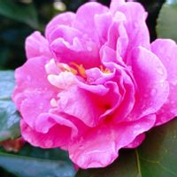 サザンカ,山茶花,花言葉,感謝,花のある暮らしの画像