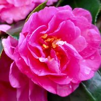 サザンカ,山茶花,花言葉,感謝,花のある暮らしの画像