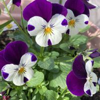 オリズルラン,キク,ツワブキ,ピーマン,ビオラの画像