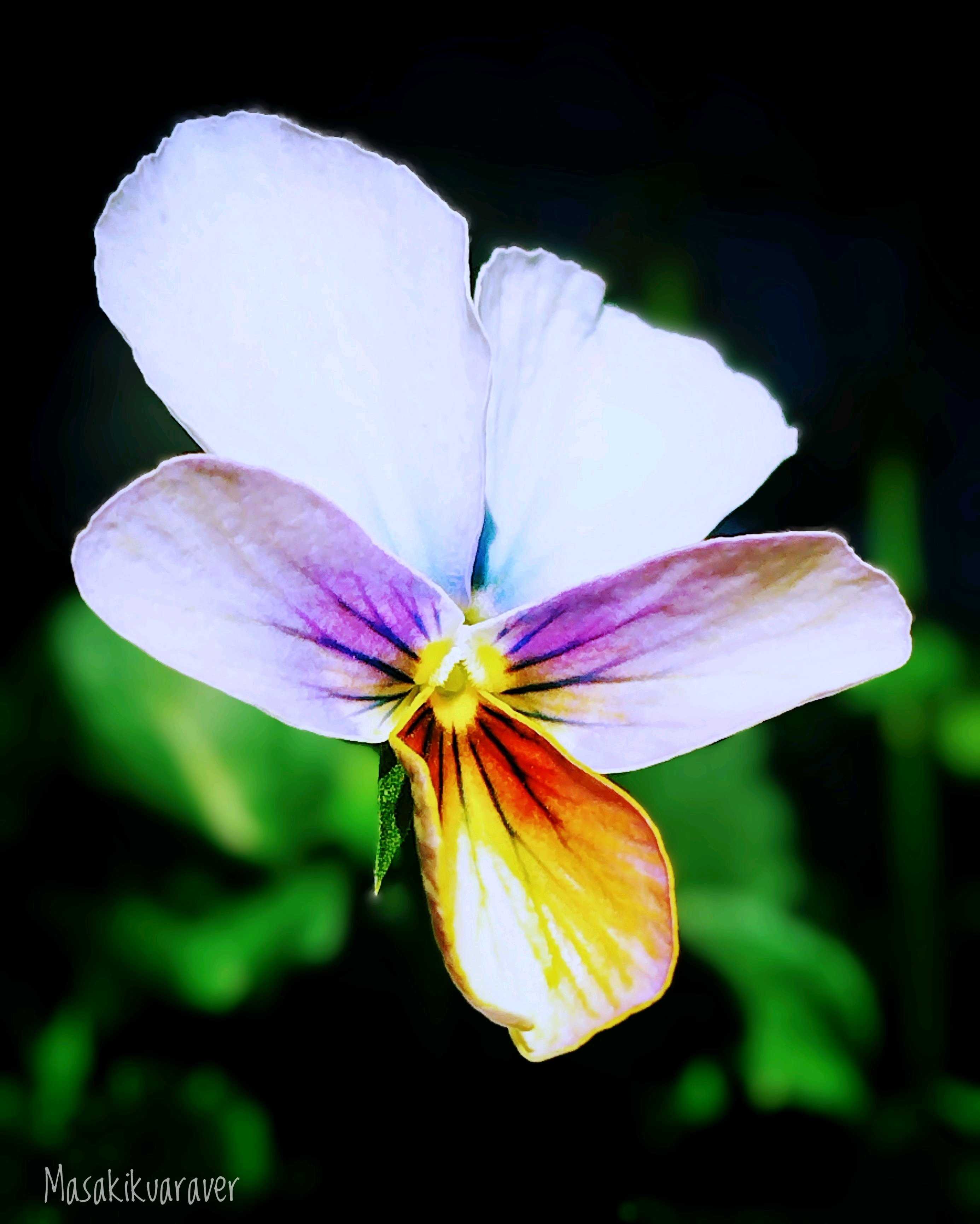 スミレ図鑑の一覧｜🍀GreenSnap（グリーンスナップ）