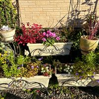 カーネーション,カリブラコア,サボテン,シクラメン,トレニアの画像