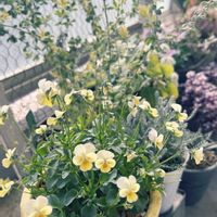 ビオラ,ロータス ブリムストーン,観葉植物,花のある暮らし,TODAY'S SPECIALの画像