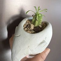 笹ガニ,ユーフォルビア 笹ガニ,ユーフォルビアの画像