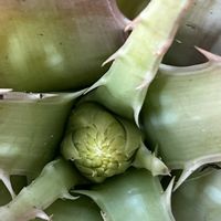 アロエベラ,実家のアロエの画像