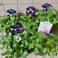 ネメシア,葉牡丹,プリムラ　ジュリアン,オルレア,シレネ・ユニフローラの画像