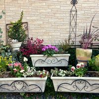 アジュガ,アリッサム,アリッサム,アリッサム,キンギョソウの画像